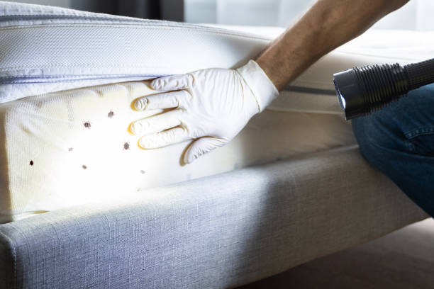 Flea Control Services in Prince Frederick, MD